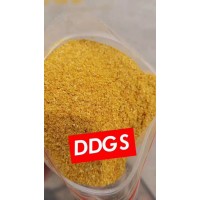 常年供应玉米酒糟DDGS